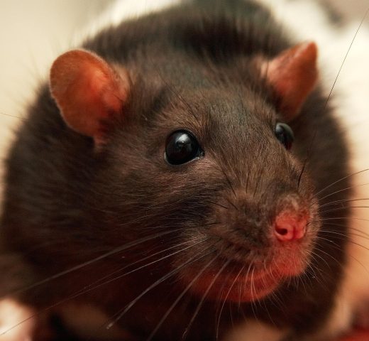 rat-757836_1920